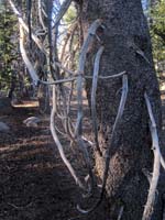 Wooden antlers